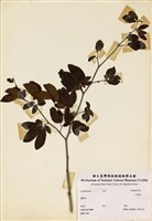 藏品(紅粉撲)的圖片